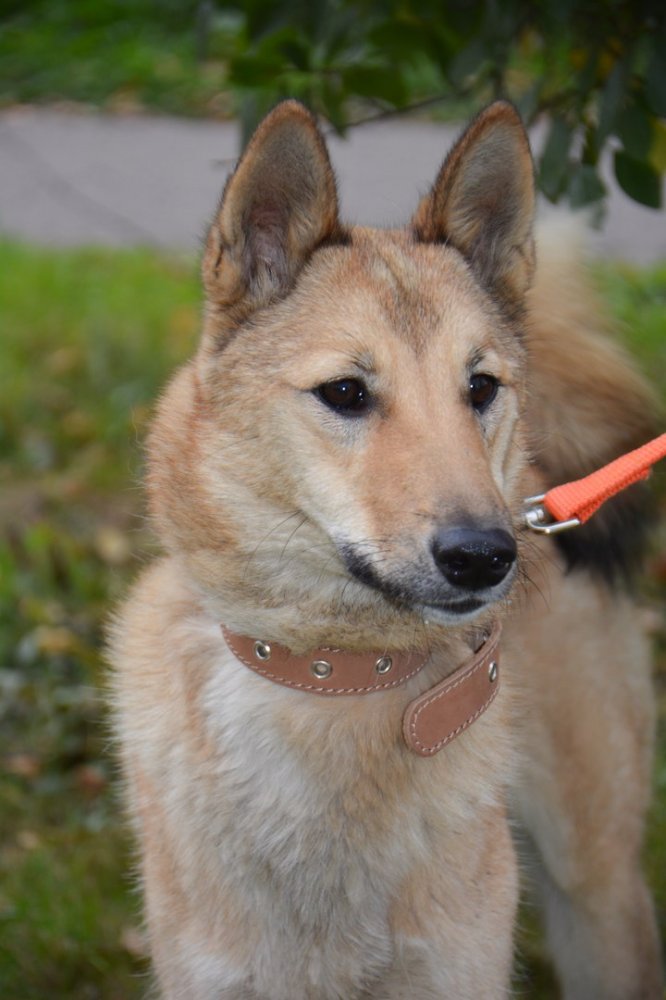 Лиса пиар2.jpg