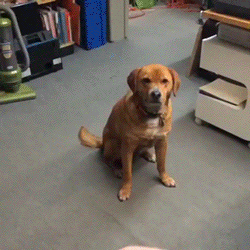 1507994312_13.gif