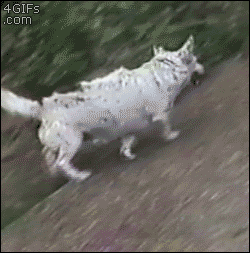 1507994338_09.gif