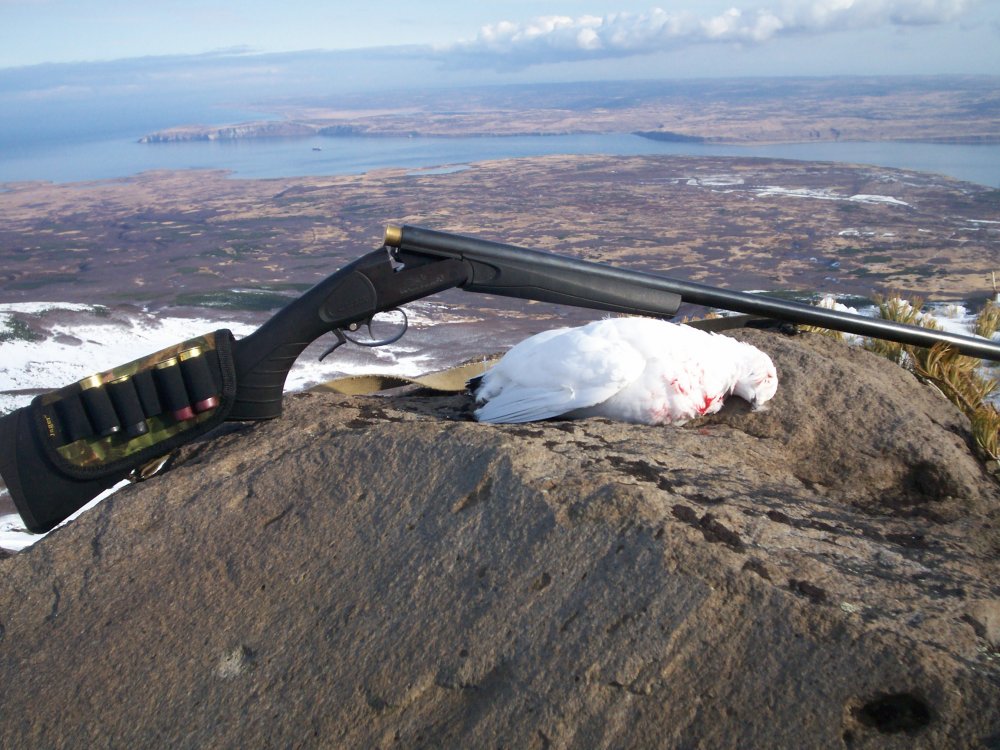 4ноября13 куропатки 006.jpg