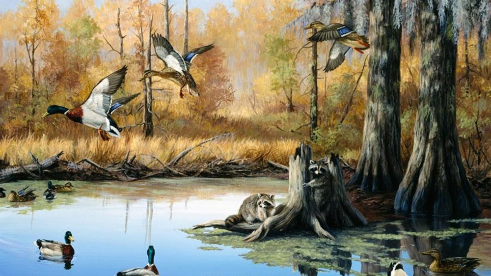 Duck-Hunting-HD-Background.jpg