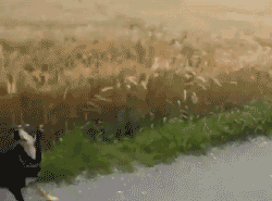 1508931861_05.gif