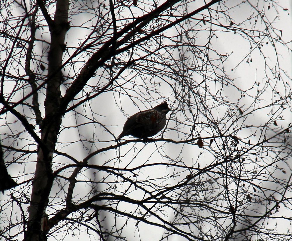 IMG_4078 - мал.JPG