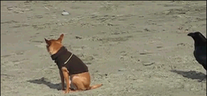 1509433700_05.gif