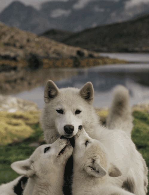 1509433882_14.gif