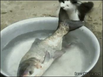 1510910047_11.gif