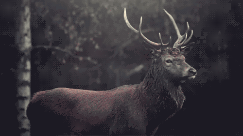 1512195701_08.gif