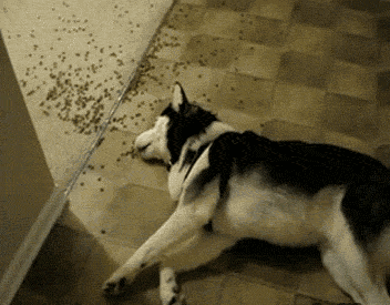 1512195745_02.gif