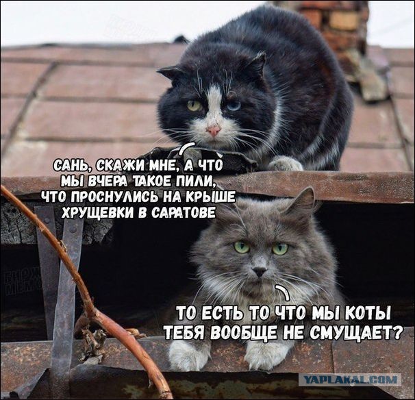 побухали.jpg