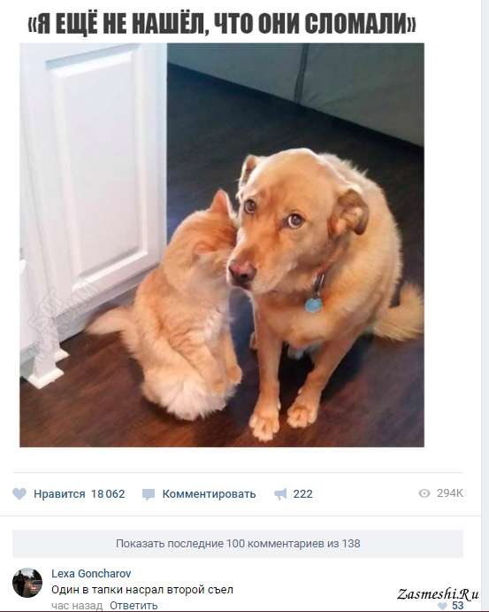 котпес.png
