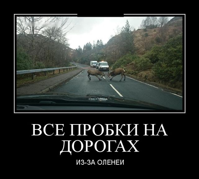 1513803518_15.jpg