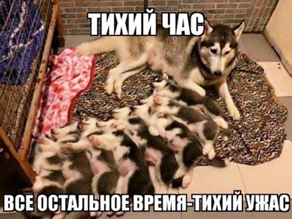 smeshnie_kartinki_144792678663.jpg