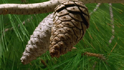 1515933824_16.gif