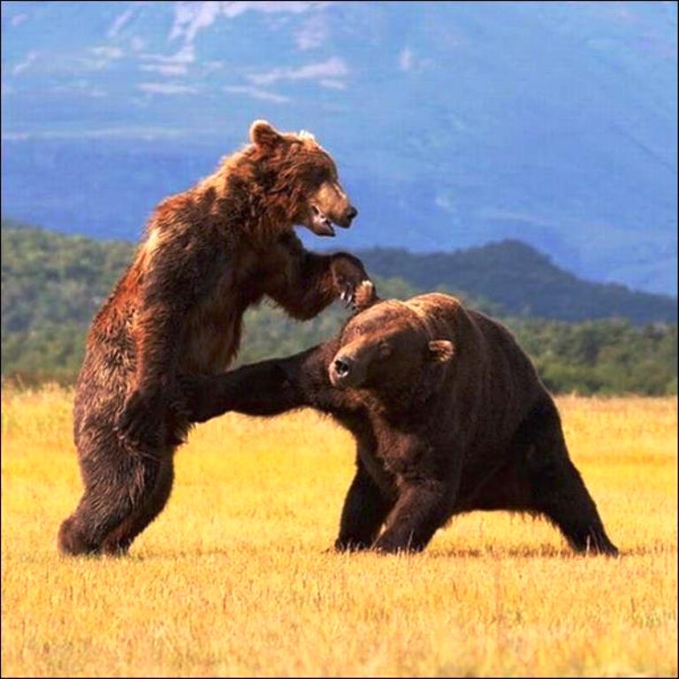 bears-bears-119.jpg