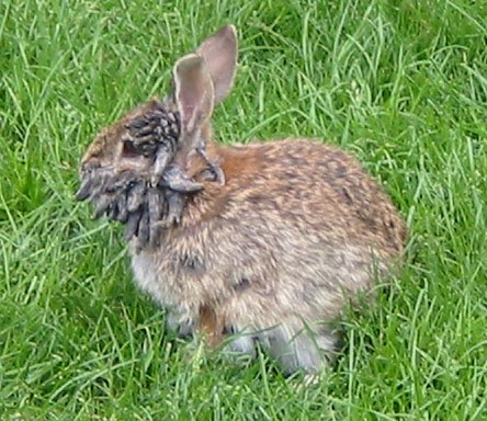 03_papilloma_57055.jpg
