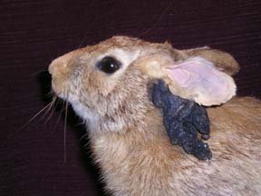 10_papilloma_11660.jpg