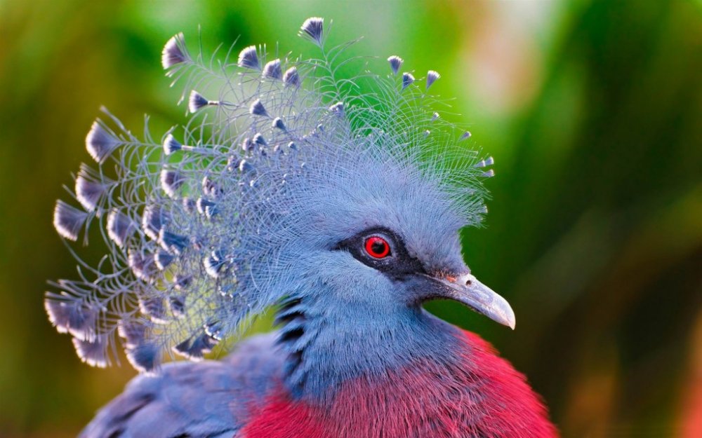 victoria_crowned_pigeon-Animal_photography_wallpaper_1920x1200-1024x640.jpg