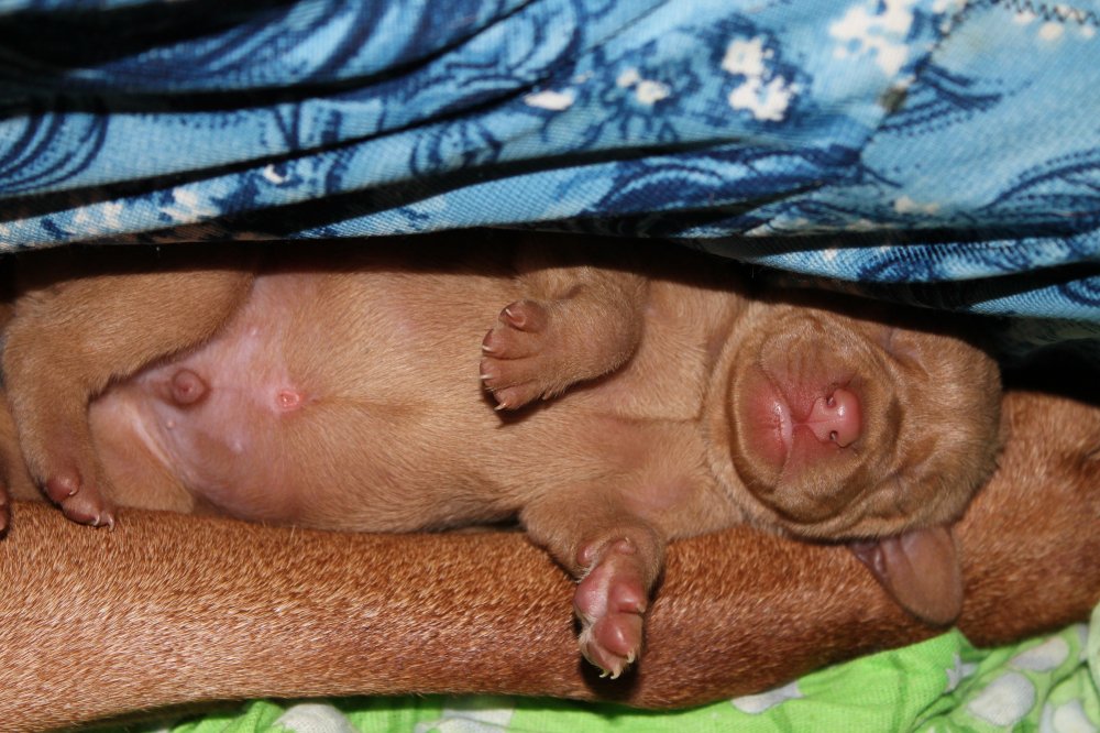 помет 14.02.2018 Сладкий сон...JPG