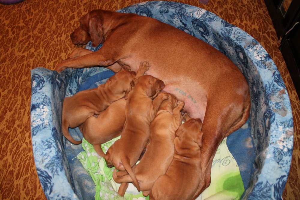 Сосунки уже большие.JPG