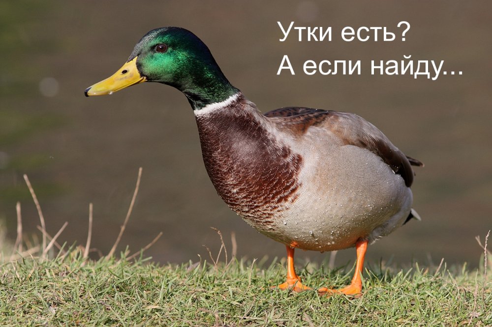 utak_.jpg