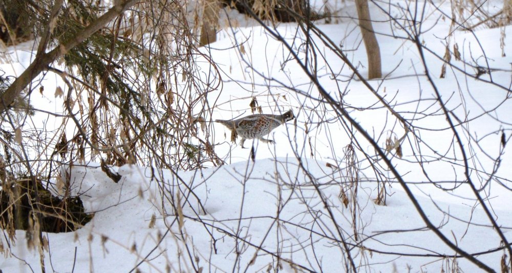 DSC_0068.JPG
