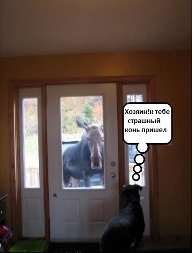 дынлд.jpg