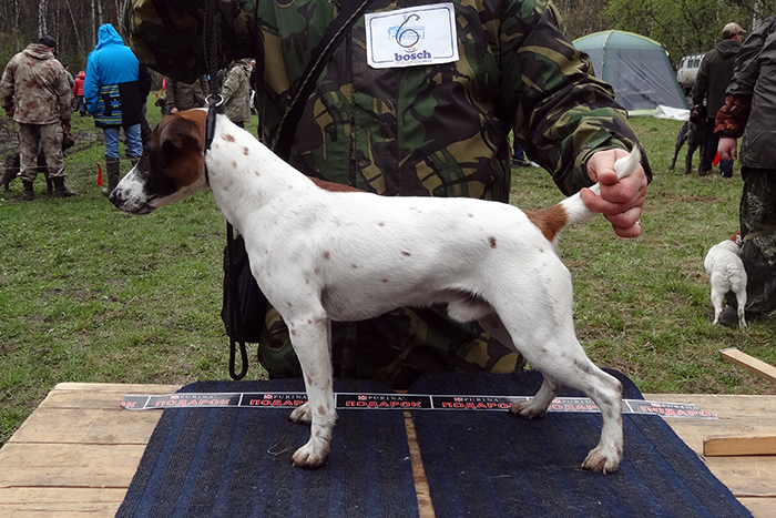 шкед DSC03993.JPG