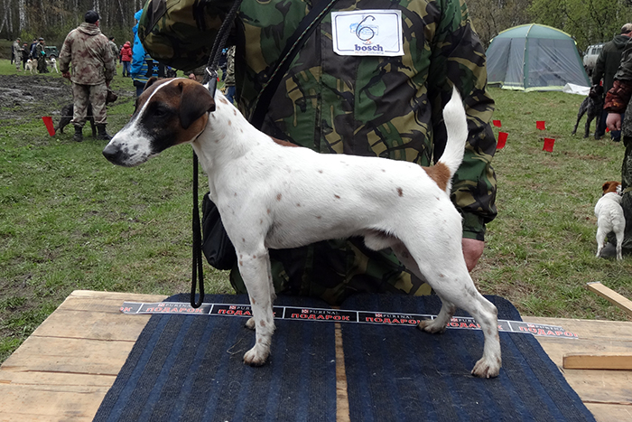 шкед DSC03995.JPG