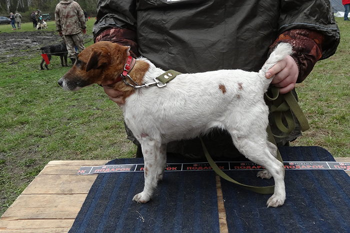 бренда DSC03998.JPG