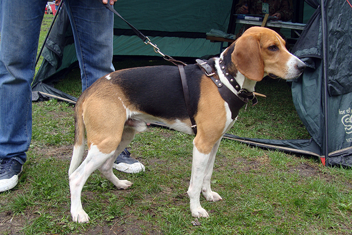 Гастон Елисеев ВА.JPG