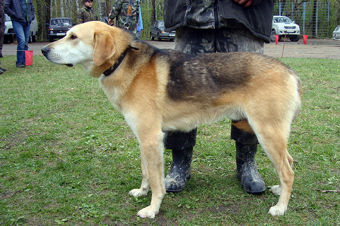 Сабай СеровАС.JPG