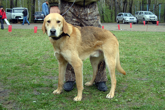 Ж-Мудрый СадовскийСА.JPG