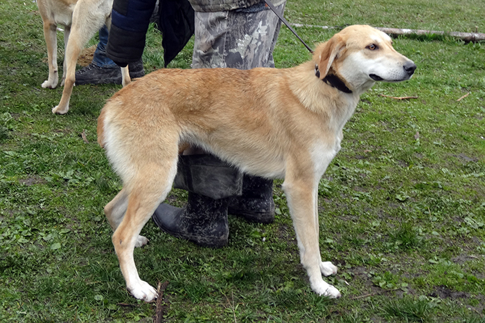 альта солодовченко.JPG