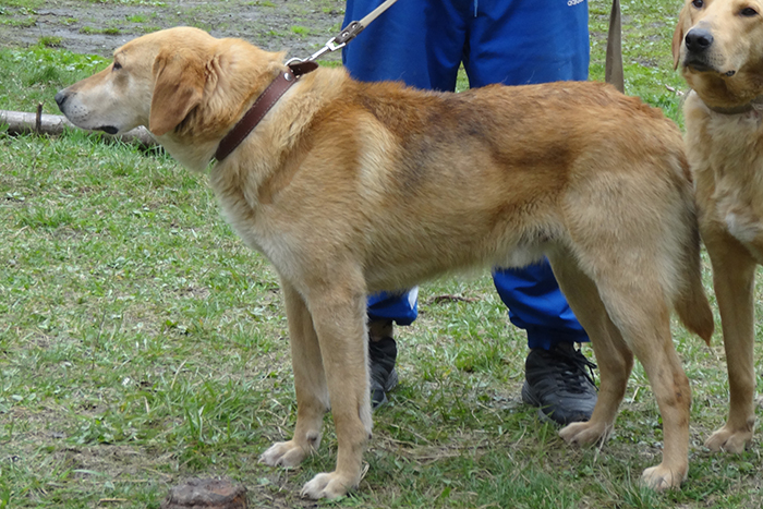 кенор маслов202.JPG