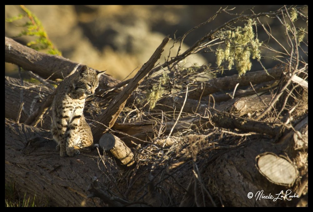 bobcat_7750.jpg