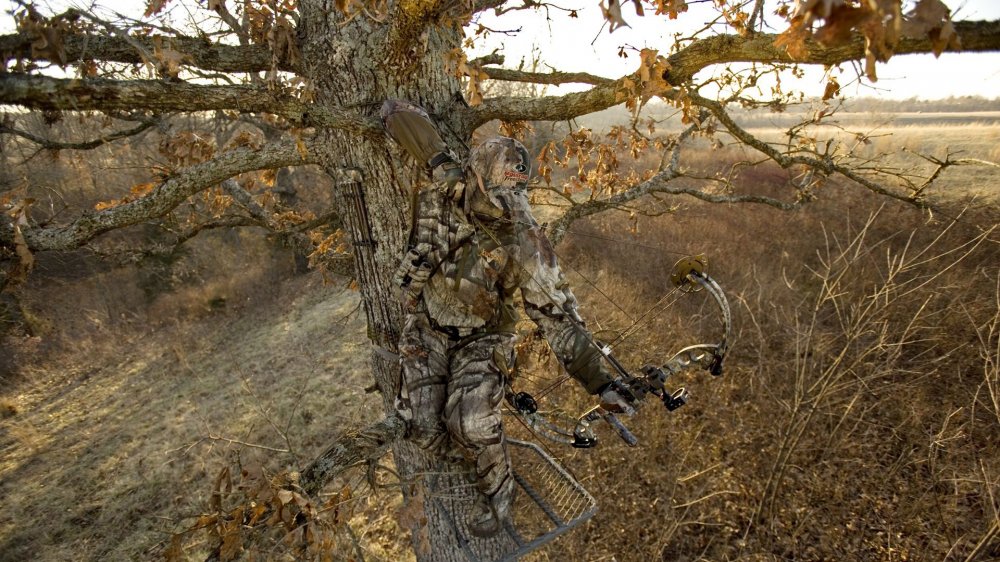 Bow-Hunting-from-a-tree-stand-photo.jpg