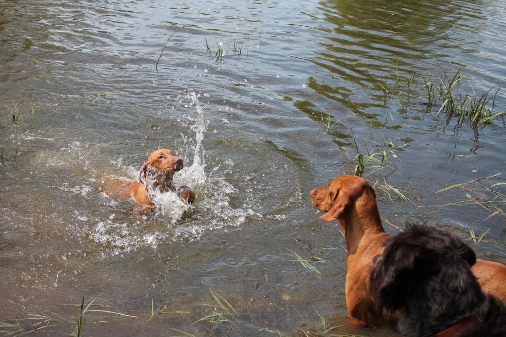 Франт учится плавать.jpeg