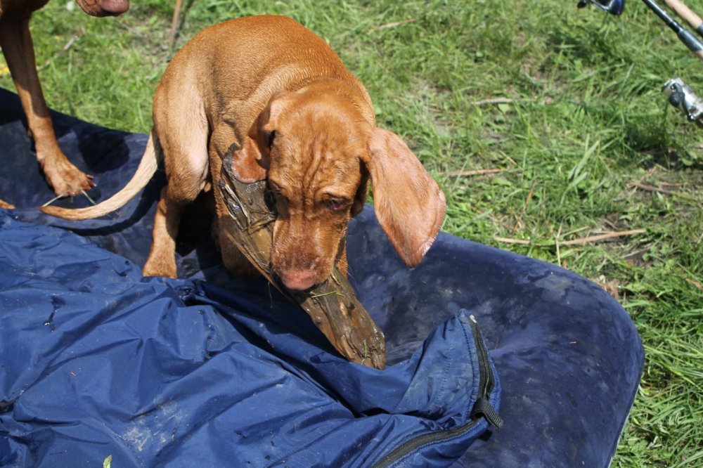 Франт честно добытая дровина.jpeg