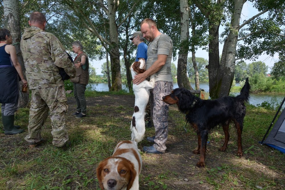 Диалог про спаниэлей....jpg