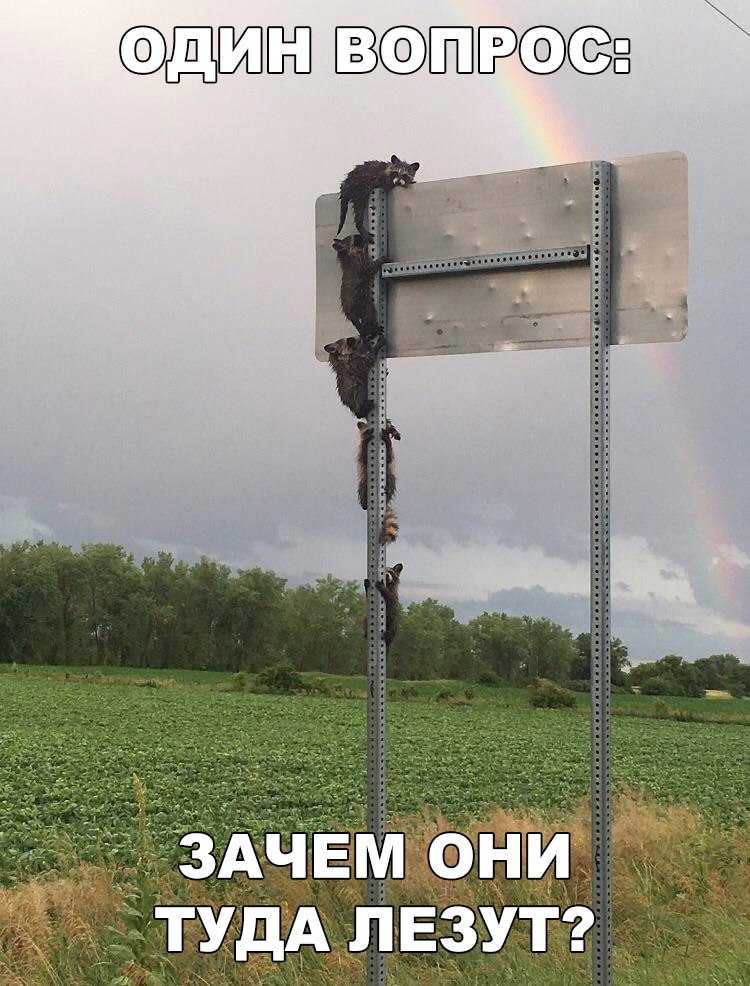 енот.jpg