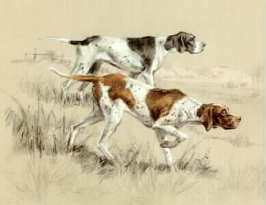 пойнтер 12.jpg