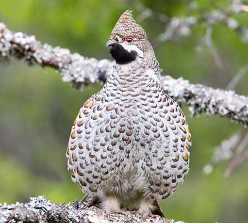 hazel-grouse-2.jpg