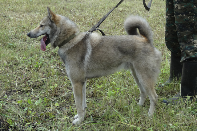 Тайсон 031.JPG