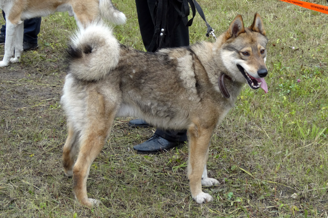 дым красиков5102.JPG