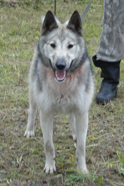 дымка лобачев55.JPG