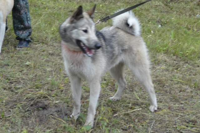 дымка лобачев56.JPG