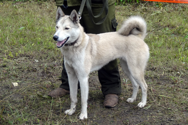 верная Каргин046.JPG