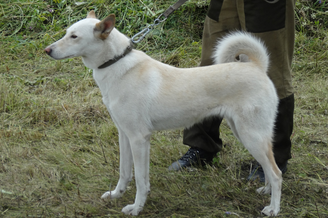 белка исаков116.JPG