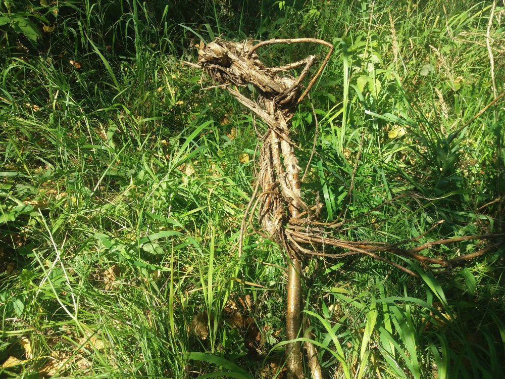 20180816_151627.jpg