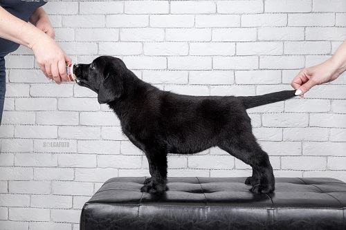 SOLGAFOTO-65 на сайт.jpg